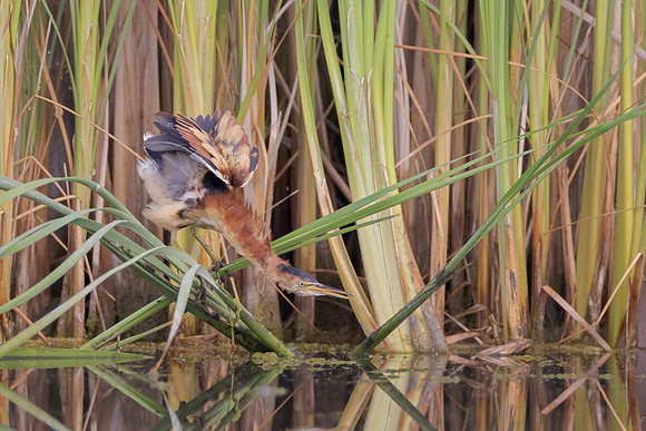 Least Bittern