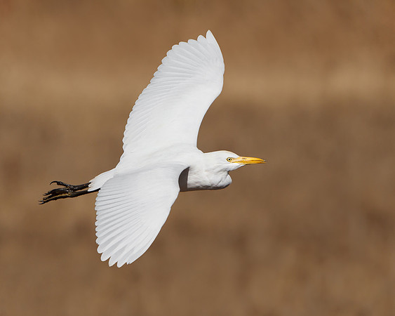 Cattle Egret
