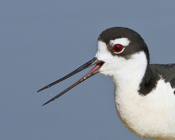 Black-necked Stilt