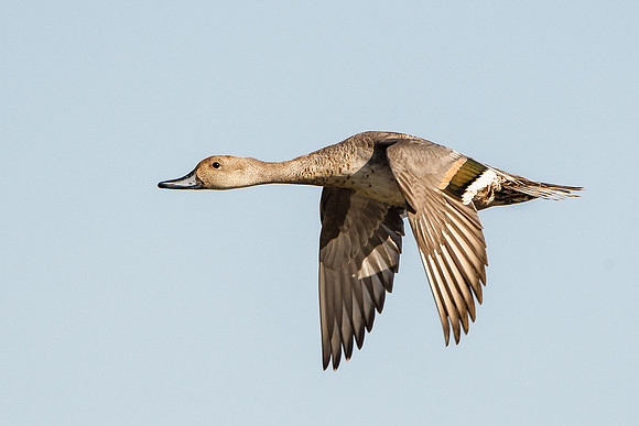 Northern Pintail, female in flight