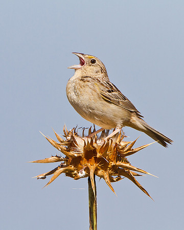 Grasshopper Sparrow