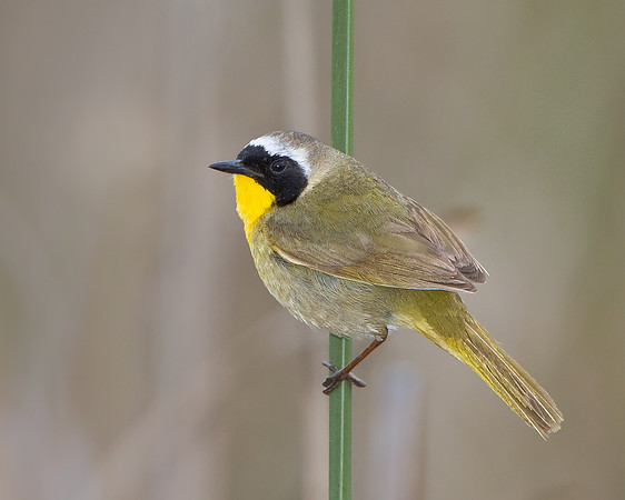 Common Yellowthroat