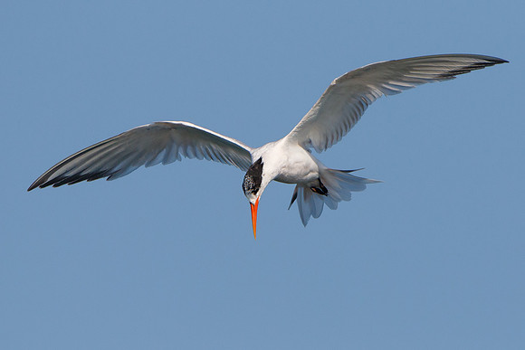 Elegant Tern, searching for fish