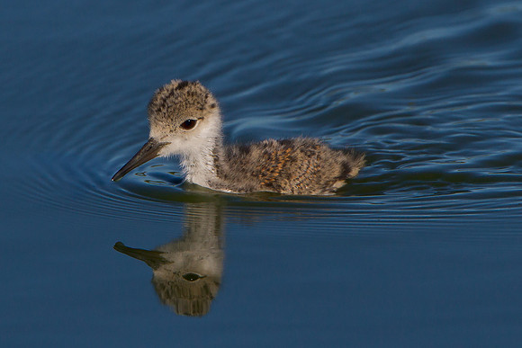 Black-necked Stilt, chick