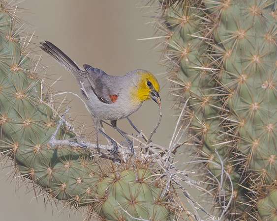 Verdin, building nest