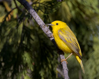 Yellow Warbler