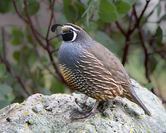 California Quail