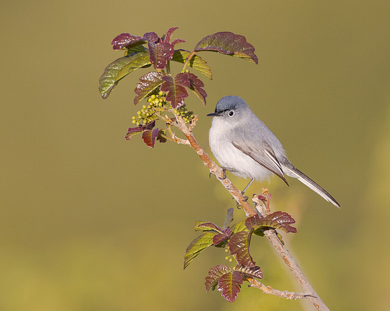 Blue-gray Gnatcatcher