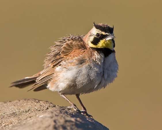 Horned Lark