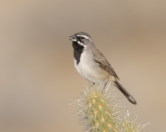 Black-throated Sparrow