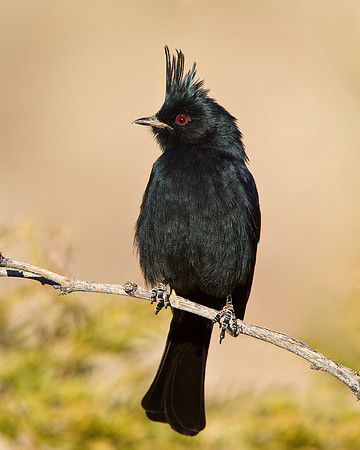 Phainopepla, male