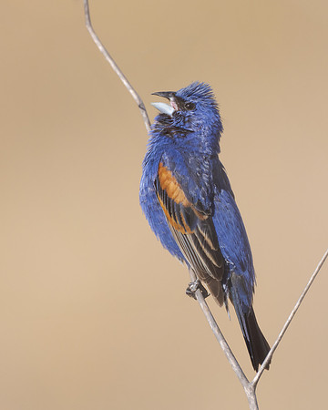 Blue Grosbeak