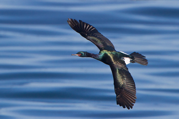 Pelagic Cormorant