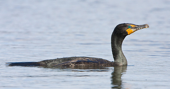Double-crested Cormorant