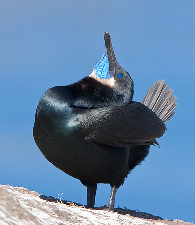 Brandt's Cormorant, courtship display
