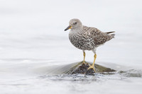 Surfbird