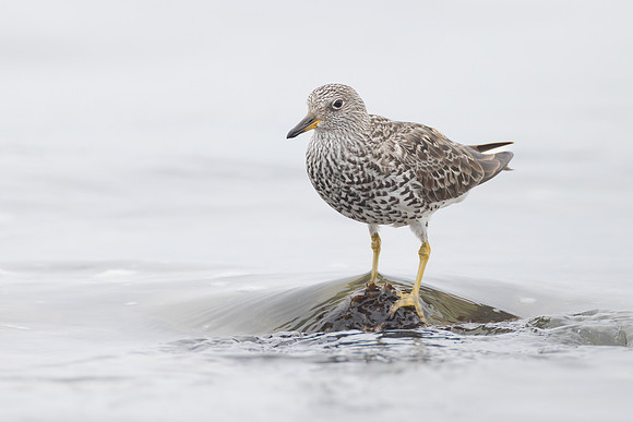 Surfbird