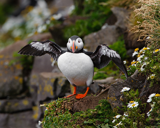 Atlantic Puffin
