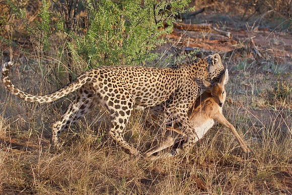Leopard with Steenbok