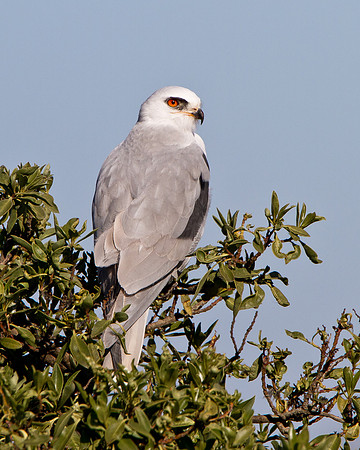White-tailed Kite