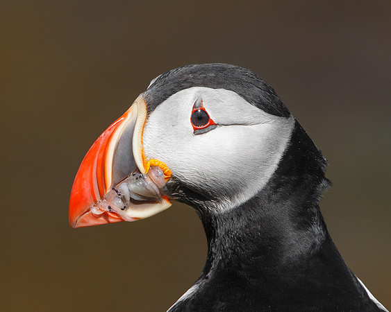 Atlantic Puffin, with seafood