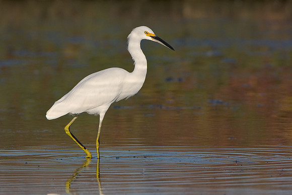 Snowy Egret