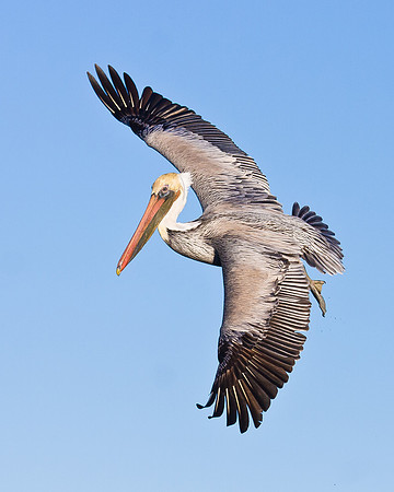 Brown Pelican