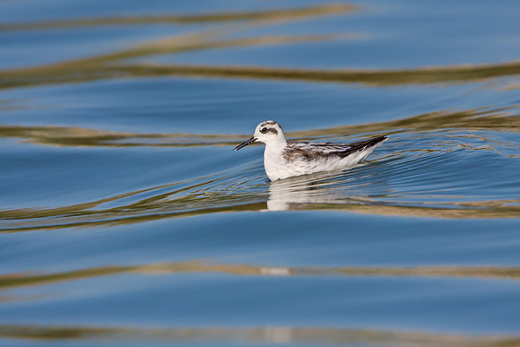 Red-necked Phalarope