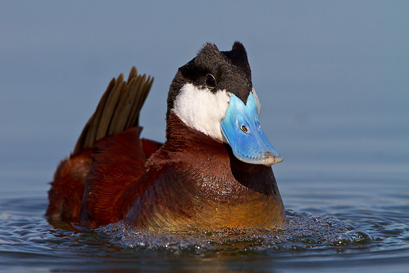 Ruddy Duck, male, courthip posture