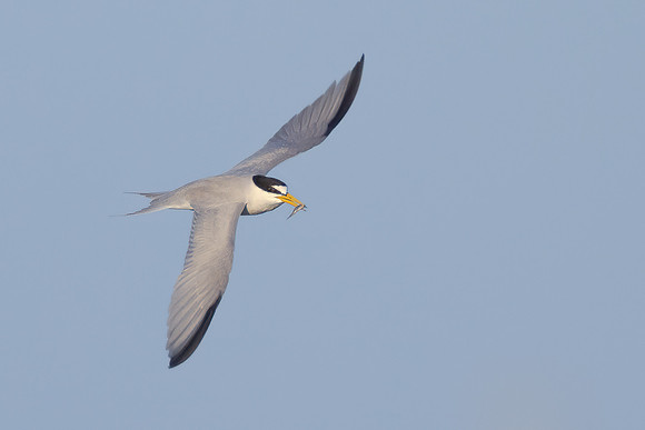 Least Tern