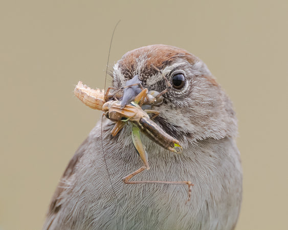 Rufous-crowned Sparrow, with insects