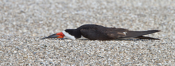 Black Skimmer