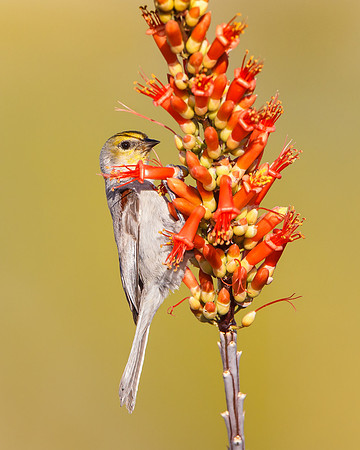 Verdin