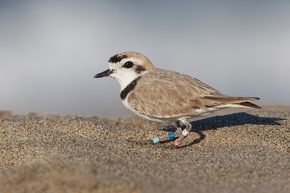 Snowy Plover, breeding plumage