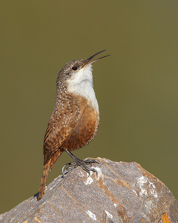 Canyon Wren