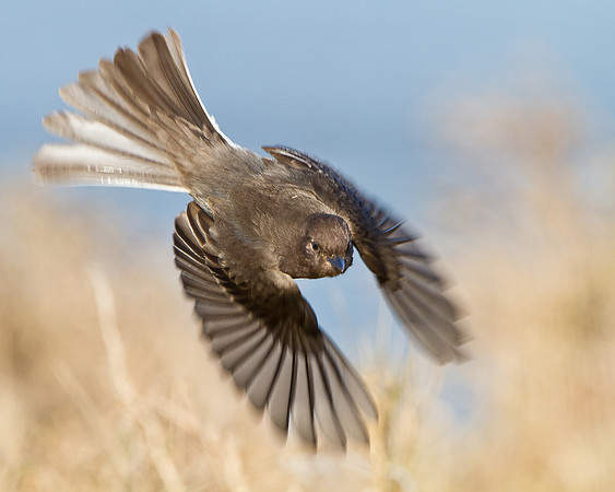 Black Phoebe