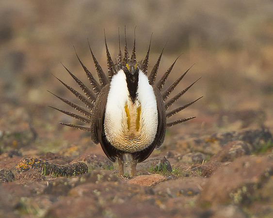 Greater Sage-Grouse, courtship display