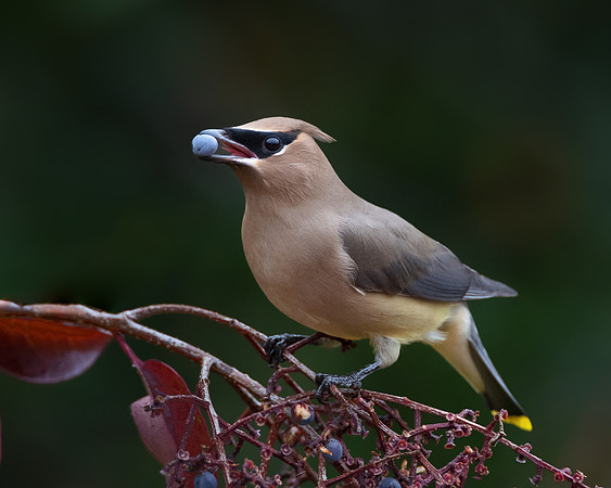 Cedar Waxwing