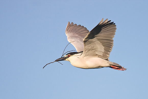 Black-crowned Night Heron, carrying nest material