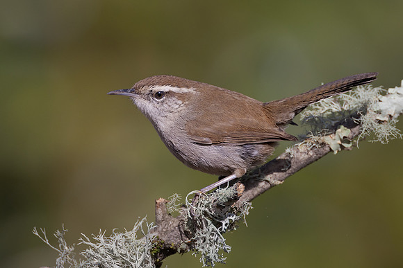 Bewick's Wren