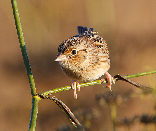 Grasshopper Sparrow