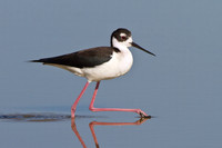 Black-necked Stilt