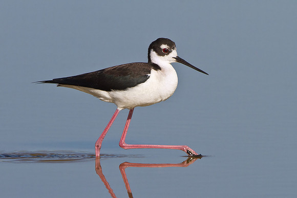 Black-necked Stilt