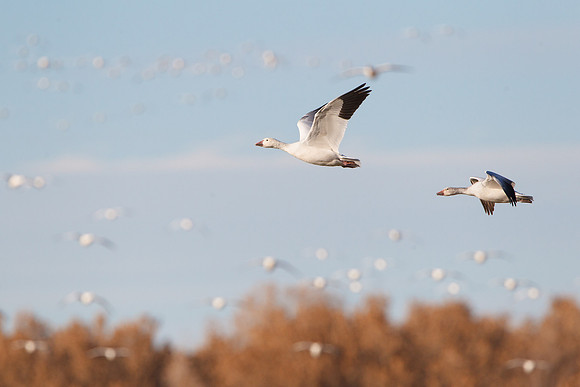 Snow Geese