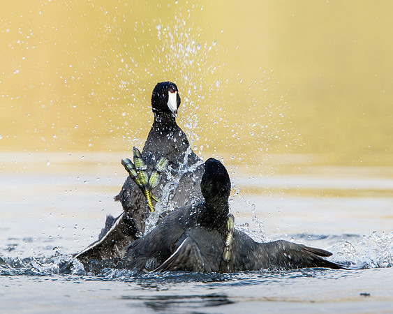 American Coots, fighting / sparring