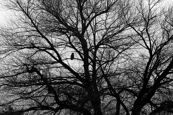 Great Horned Owl