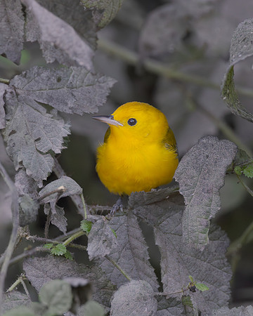 Prothonotary Warbler