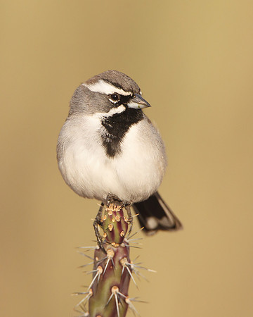 Black-throated Sparrow