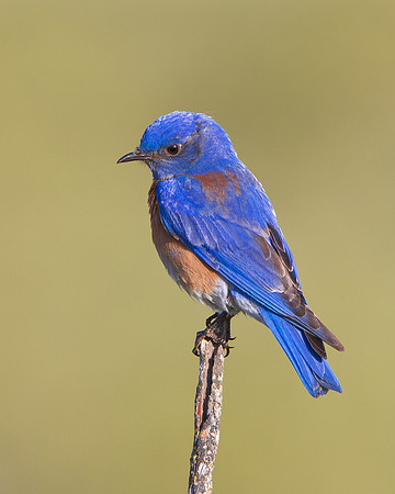 Western Bluebird