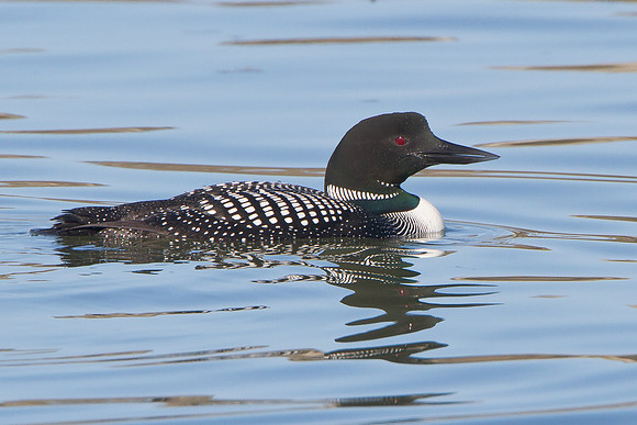 Common Loon, breeding plumage